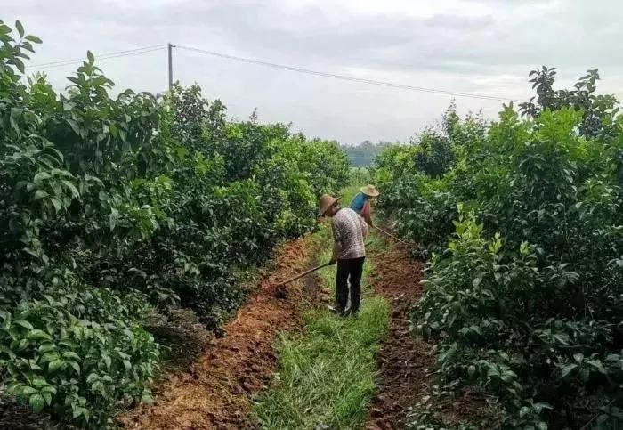 柑橘秋梢病蟲害辦理_柑橘樹什么時候深耕為好