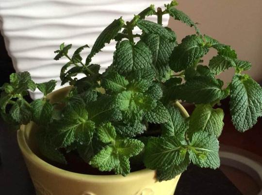 种植薄荷前景如何、冷门种植能致富吗？