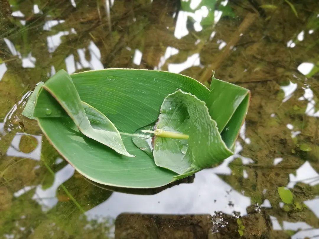 水竹芋,七彩竹芋水培老叶子干是怎么回事?