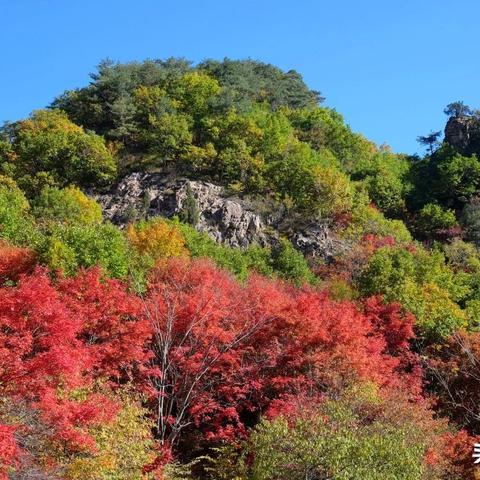桂林地区种什么树好点，没什么时间管理，卖的时候价格高点？