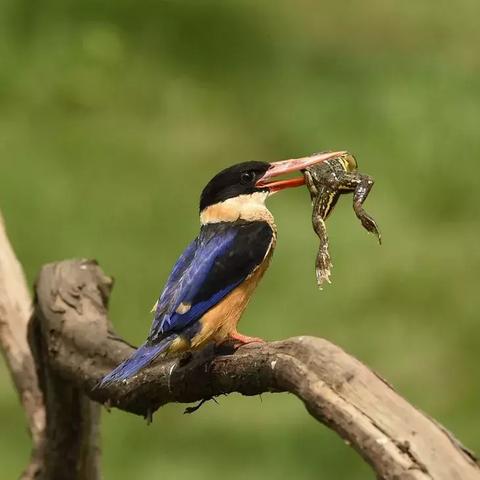 翡翠网站电影百度长尾关键词有哪些