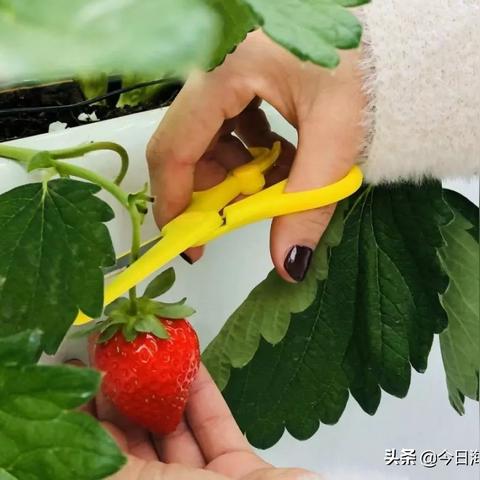 2014草莓音乐节厦门的相关长尾关键词有哪些