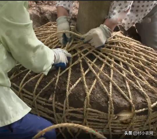 他61岁尝试创业，在农村搞种植尝遍酸甜苦辣后，1棵树便能卖几万