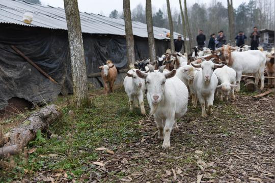 贵州农村养殖这种山羊效益好，做肉羊，肉质鲜美