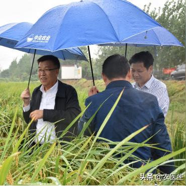 临沂市哪里种的水稻最多