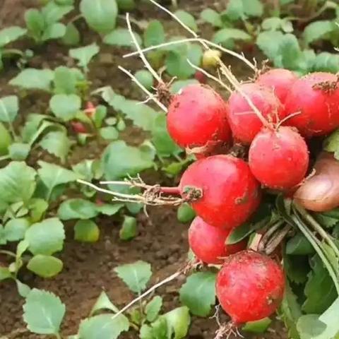 【长沙今日菜价】2025年7月30日长沙菜价是多少