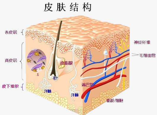 孕晚期变成这样也太难看了吧！准妈该怎样预防