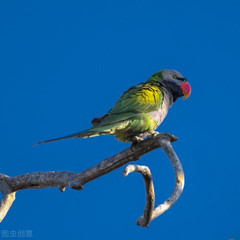 紫鸟跨境电商平台推荐的相关长尾关键词是那些