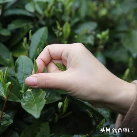 茉莉花茶最好的产区？