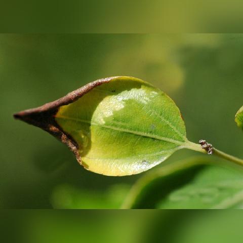 河南大枣怎么样种植
