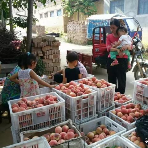 河南三门峡哪个地方盛产桃子？