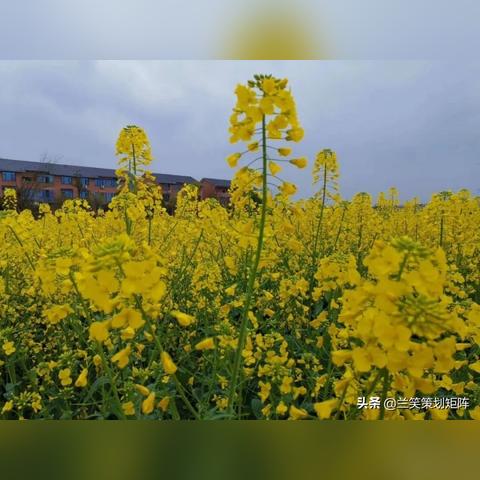 湖南黄花镇名字的由来？