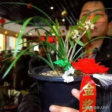 合肥养多肉相关长尾关键词有哪些