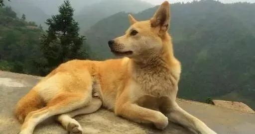 养狗狗的风水_狗狗就在客厅拉屎好不好