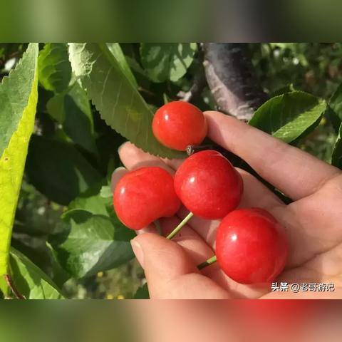 熟迷济南话相关长尾关键词有哪些