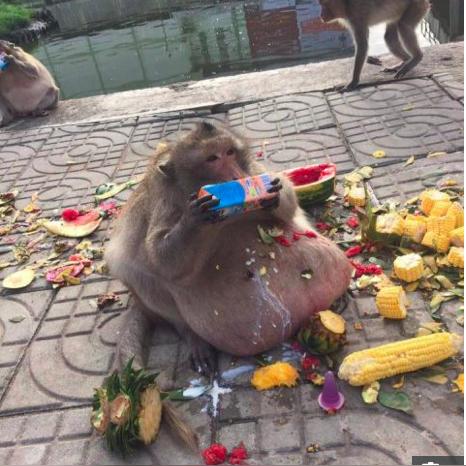 肥胖电影的长尾关键词是什么