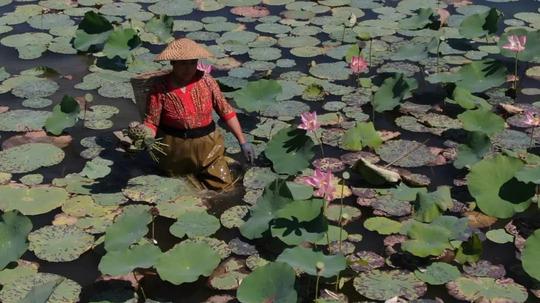 记录平凡|不送玫瑰送荷花，这对“神仙眷侣”就在台儿庄古城