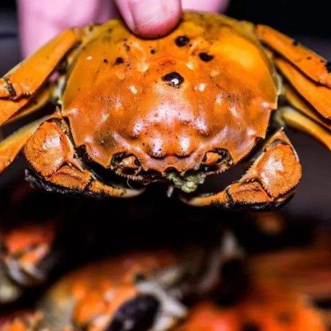 越南螃蟹 南宁的相关长尾关键词有哪些