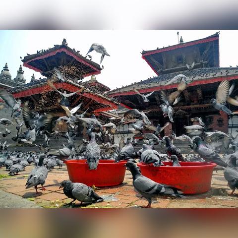 上海鸽子寺庙有哪些景点