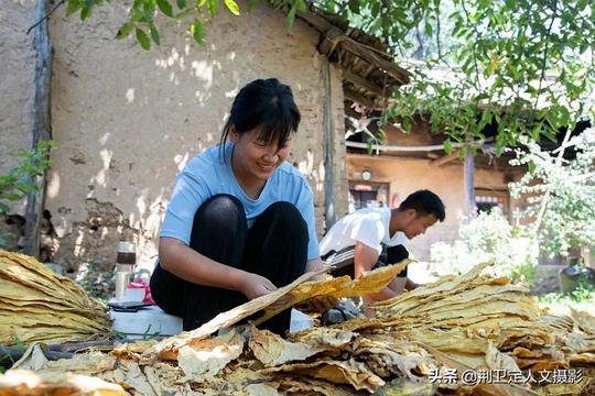河南农民小夫妻，返乡从事黄金叶生意，年赚20多万元