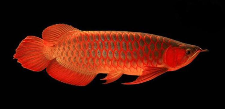 红龙鱼吃什么发色最好:龙鱼最容易发色的水温