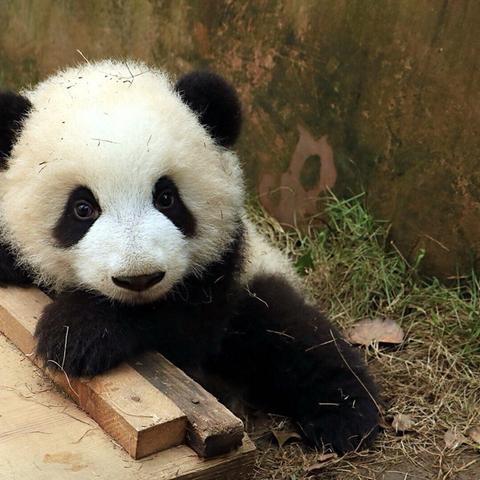 无锡市熊猫叮咚蛋糕店在哪里