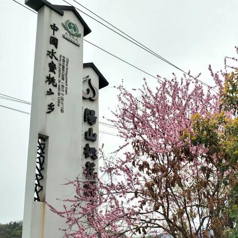 无锡市阳山属于哪个区的