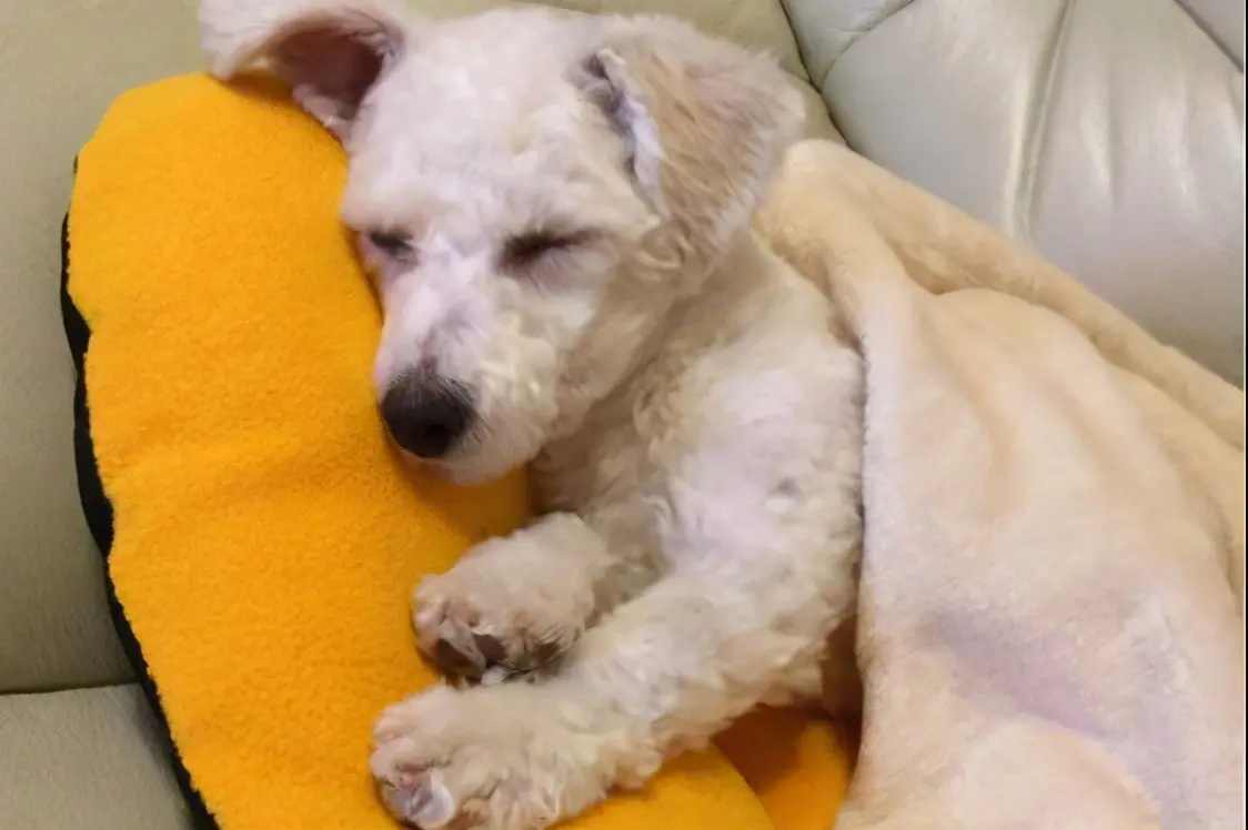 如何养狗好物 养流量狗如何变现赚钱