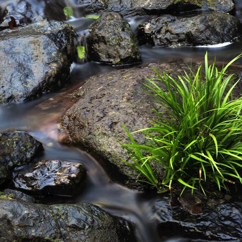 桂林市菖蒲艾草哪里买