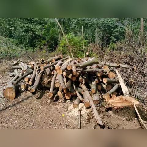 桂林市仿树桩厂家地址相关长尾关键词有哪些