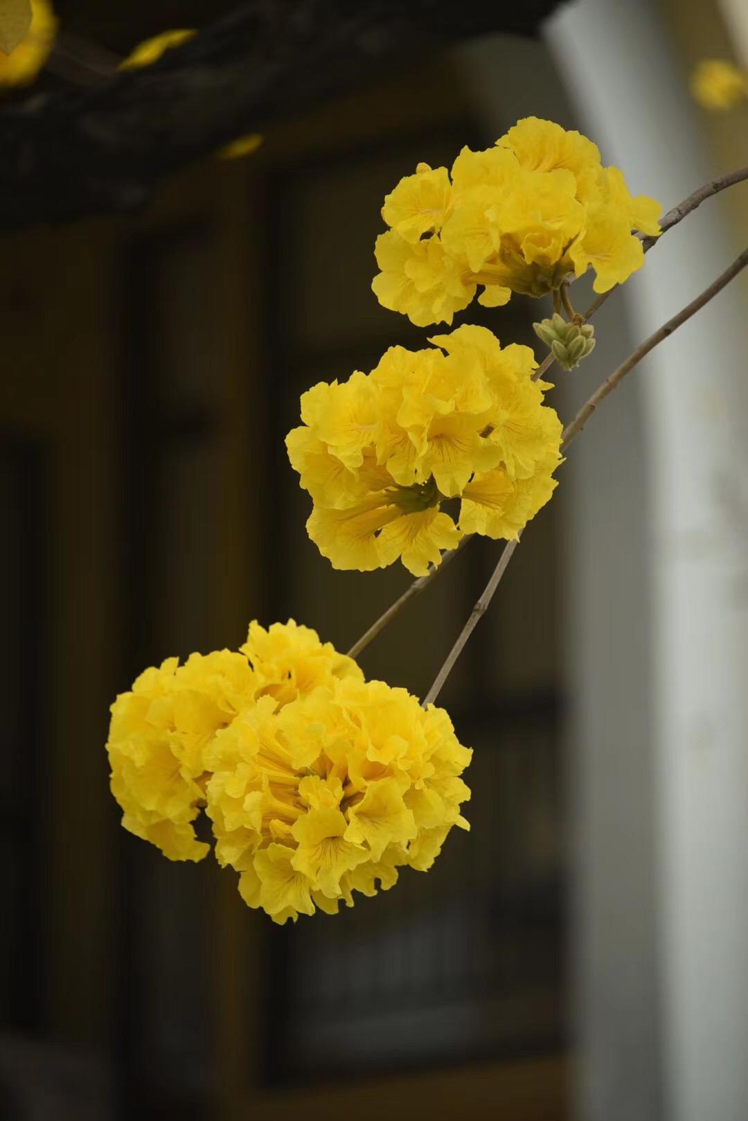 黄花风铃木什么时候开花,黄枫林成林周期多长?