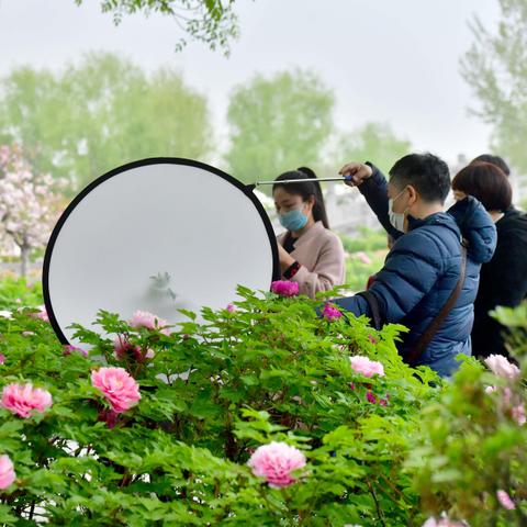 河南洛阳牡丹节是什么时候
