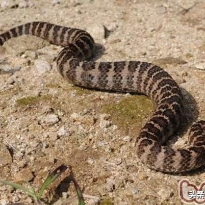 福建感人宠物的相关长尾关键词有哪些