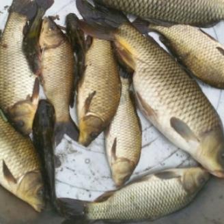 大鱼跨境电商运营总监的相关长尾关键词有什么