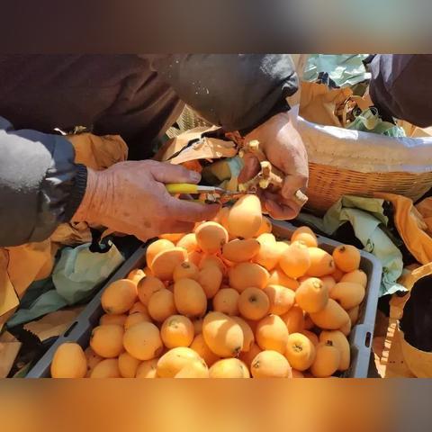 福建云霄枇杷怎么样