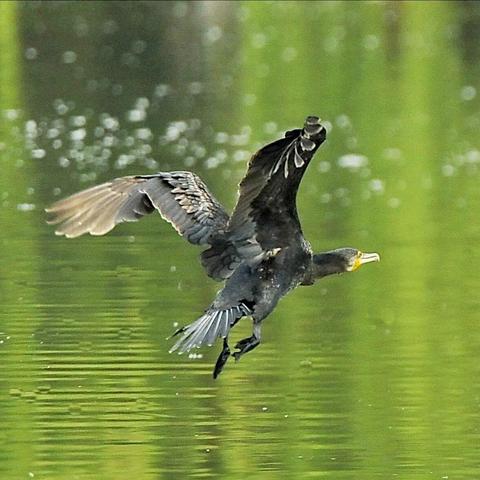 三星堆的青铜鸟代表什么？