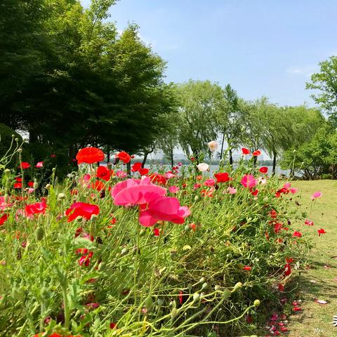 [虞美人苏州拍照]相关长尾关键词有哪些