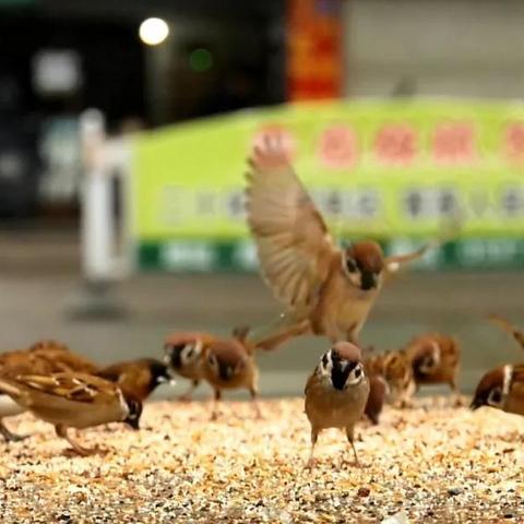福建哪个平原最好吃