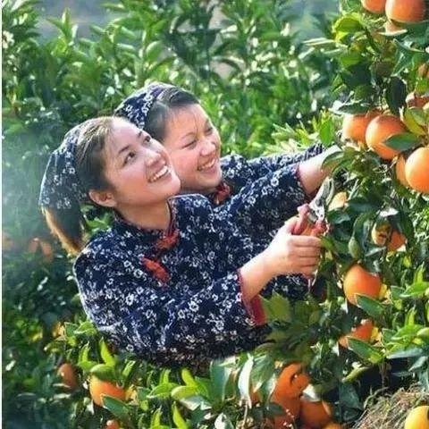 赣州市哪里有脐橙农药的长尾关键词有哪些