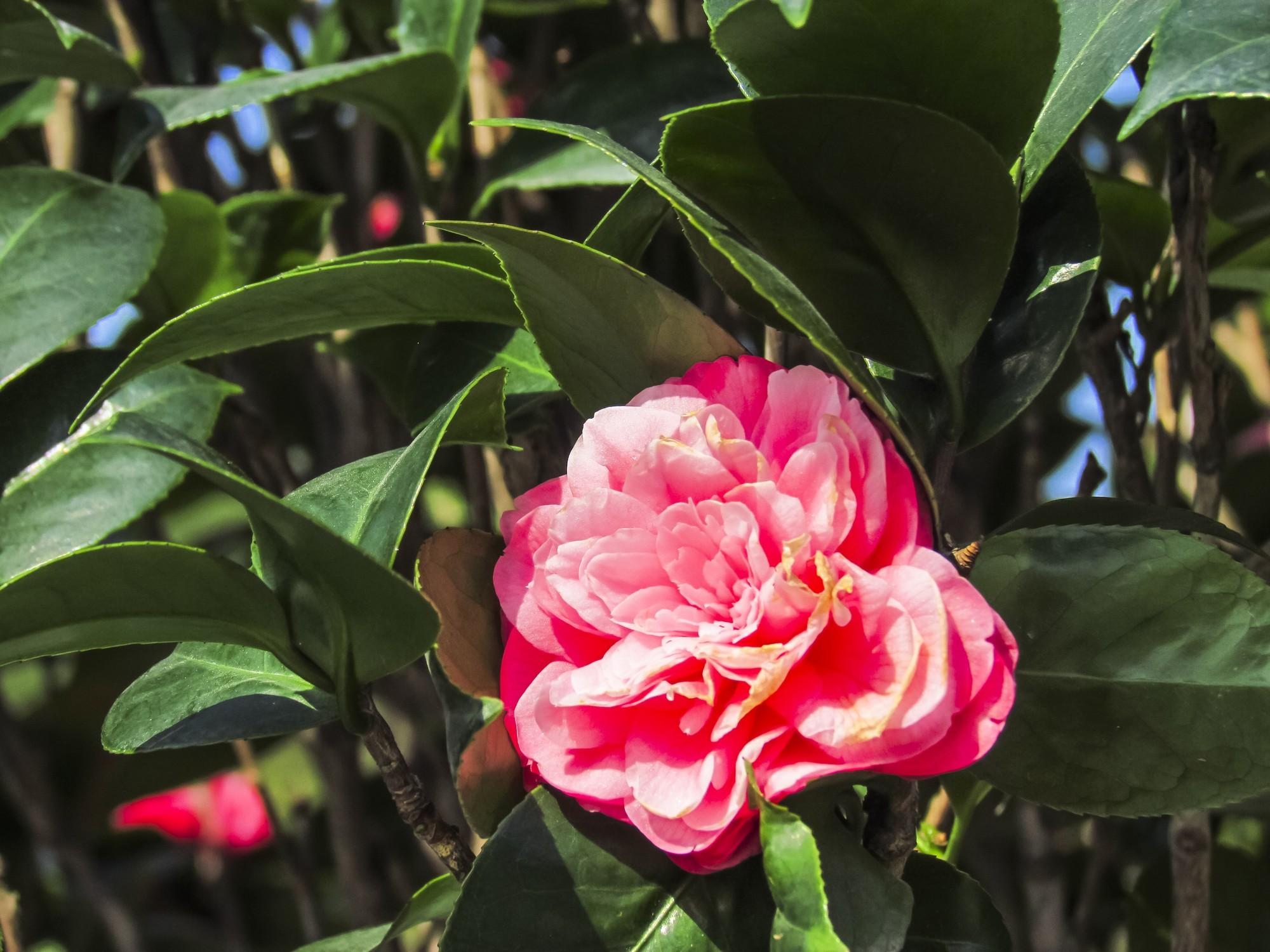 茶花盆栽能长多高,茶花一年能长多粗?"