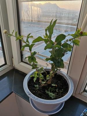 盆栽草茉莉的种植管理,茉莉花是花香比较突出的花卉?