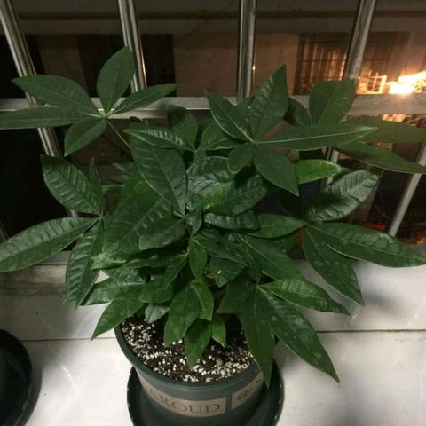发财树如何快速长粗呢视频