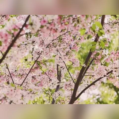 这里是西安市什么区