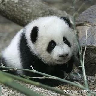 足球运动员大腿撕裂的长尾关键词有哪些