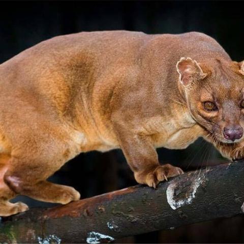 猎豹软件管家的长尾关键词有哪些