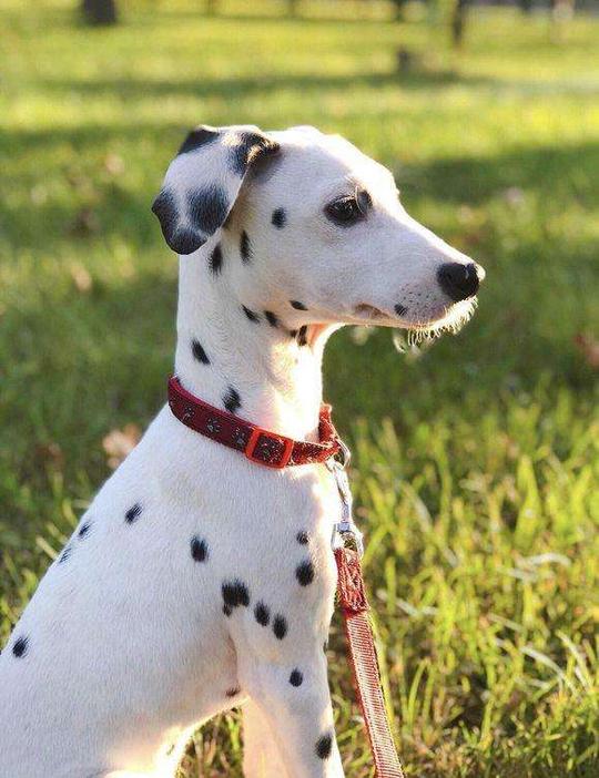 世界名犬no:51超级冷门的狗狗“大麦町犬”处女座强迫症患者慎养