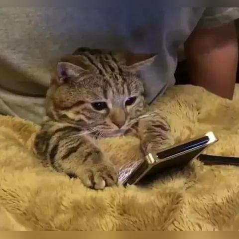 保定市中式阳光房价格的长尾关键词有哪些