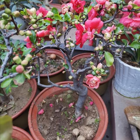 成都市双流西府海棠房价的长尾关键词有什么