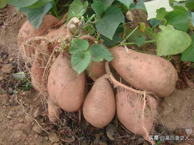 怀孕期间梦到红薯藤是什么预兆 怀孕期间梦到红薯藤是什么预兆