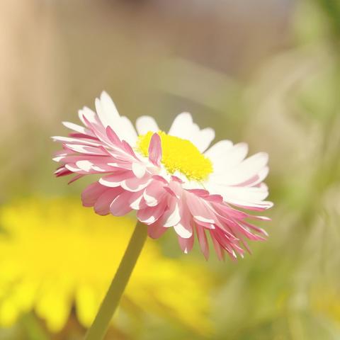 生肖马天蝎男本周运势(属马的天蝎座男生财运)